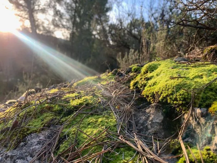Premiers pas à la découverte des Bryophytes