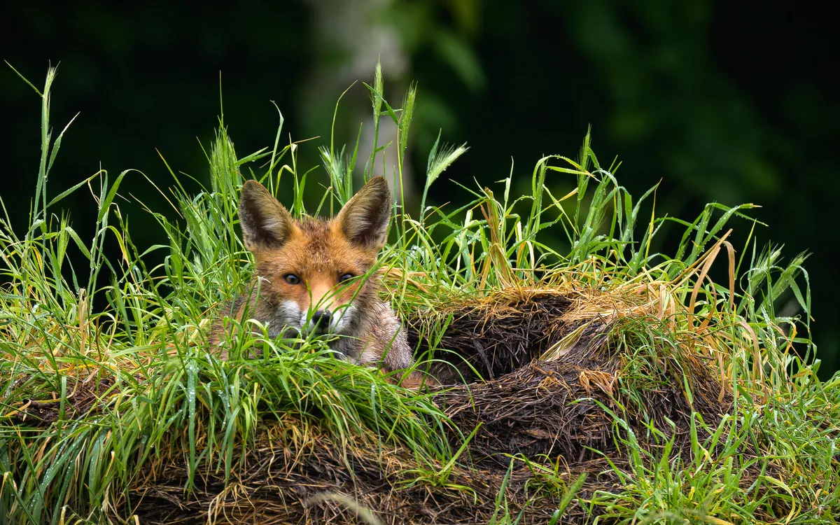 Exposition & jeux : à la rencontre des animaux mal-aimés