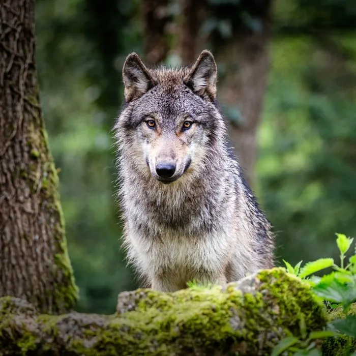 Loup y es-tu ?