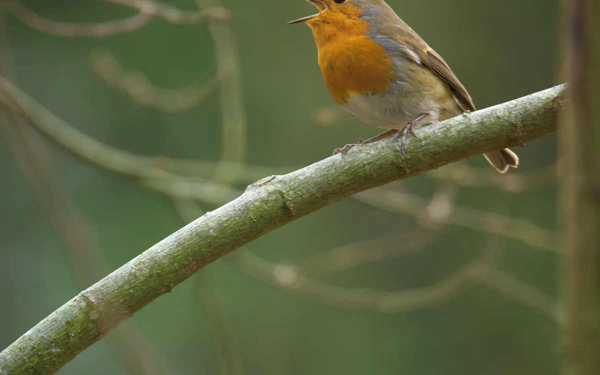 Initiation à la reconnaissance des chants d’oiseaux - NIVEAU 1