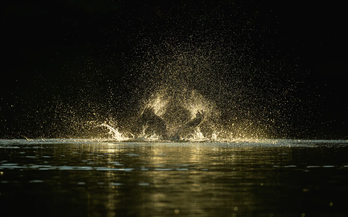 Les oiseaux au lac des Minimes