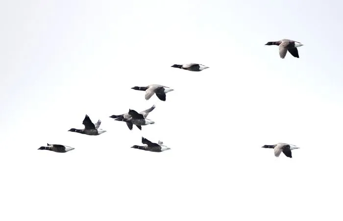 Les oiseaux hivernants des prés salés