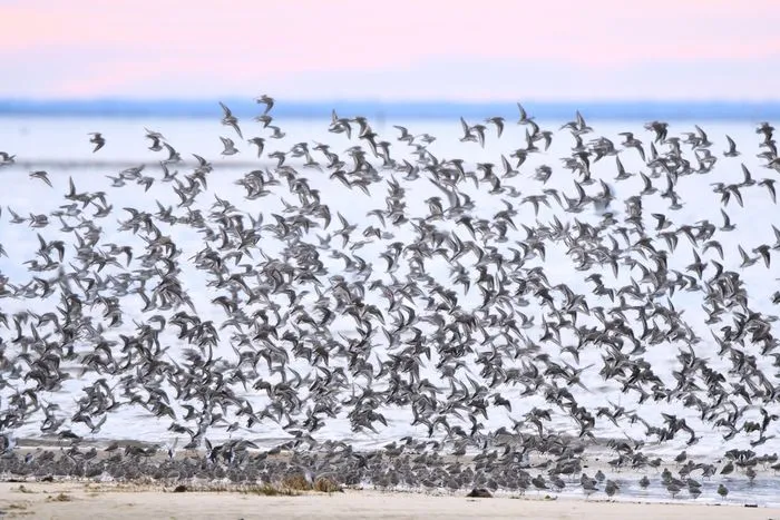 Initiation au comptage d'oiseaux